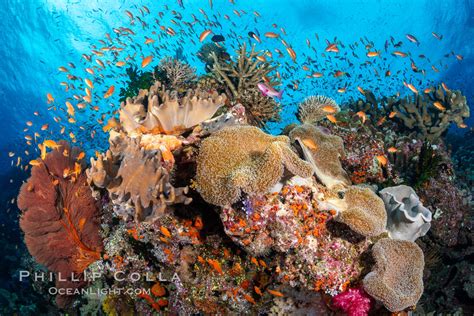 The Insanely Beautiful Coral Reefs of Fiji – Natural History ...