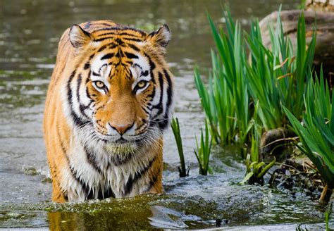 Tiger In The Water Free Stock Photo - Public Domain Pictures