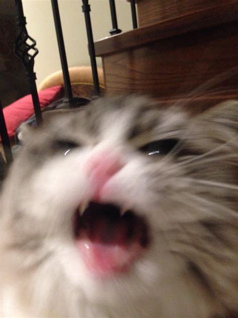 Blurry picture of a cat : r/blurrypicturesofcats