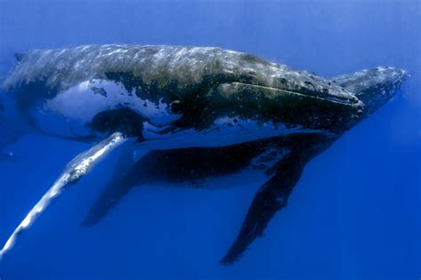 Histrory of Australian Humpback Whale Conservation | Sea the Gold Coast