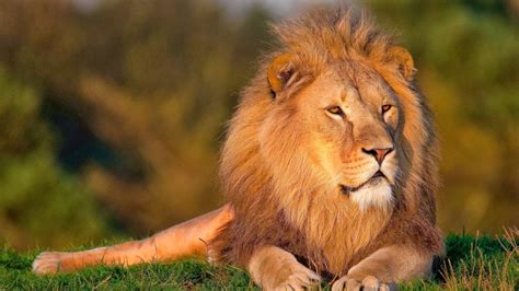 Wildlife Hd Wallpapers: Lions HD Wallpapers (The King Of Jungle) 2014.