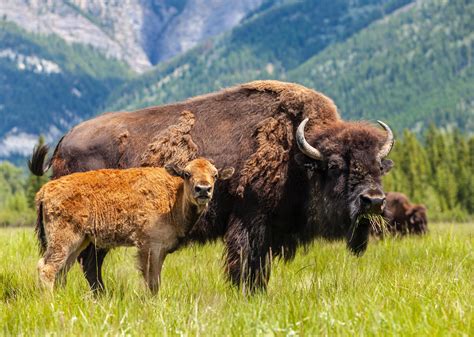 American Bison Are Making a Major Comeback | Stacker