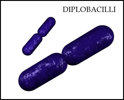 Gram Negative Diplobacilli