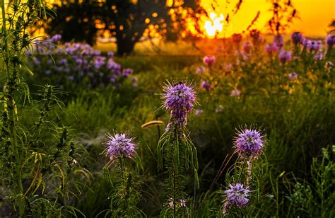 Flickr: The Kansas Wildflowers Pool