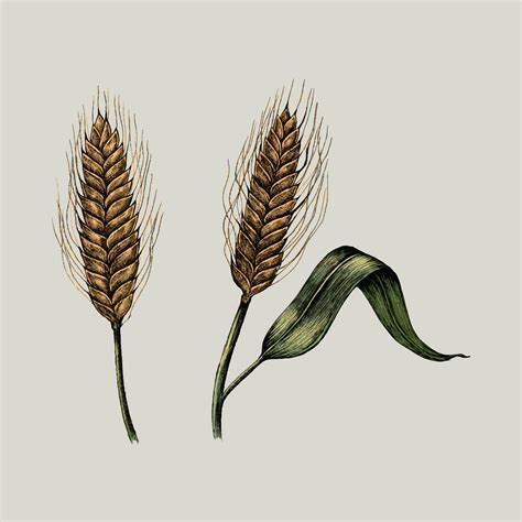 Illustration of fresh wheat crops - Download Free Vectors, Clipart ...