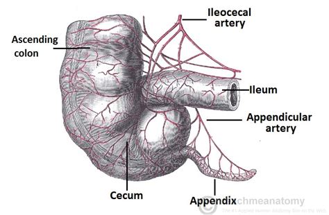 Appendix Diagram Location