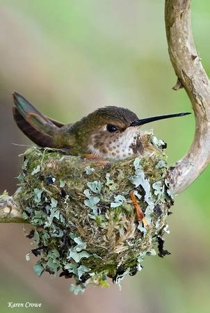 Zenfolio | Karen Crowe Photography | Birds and Wildlife | Rufous Hummingbird Nest