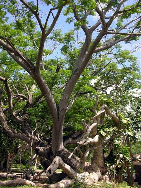 Palo Santo Bursera Graveolens Tree, Common Name Holy Wood Tree. North Seymour Island, Galapagos ...