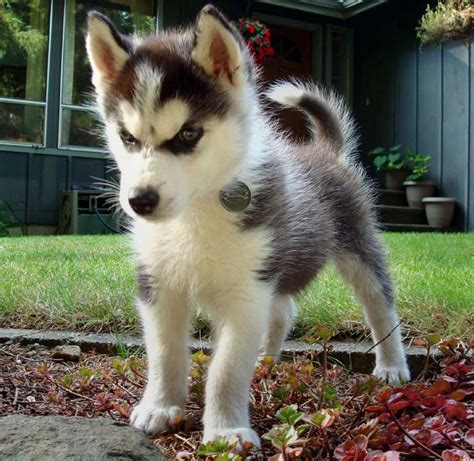 Siberian Husky Puppies For Sale | Virginia Beach Boulevard, VA #206676