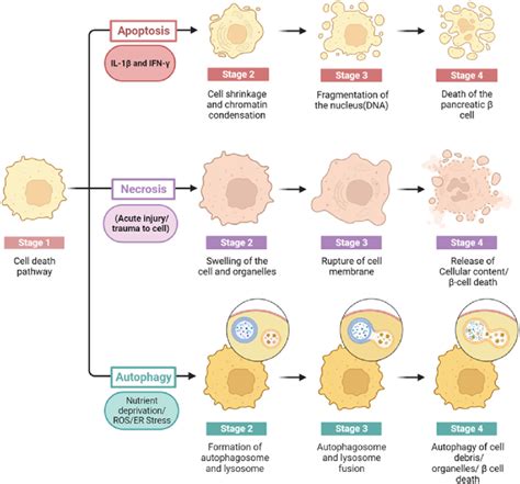 Various cell death pathways including apoptosis, necrosis, and... | Download Scientific Diagram