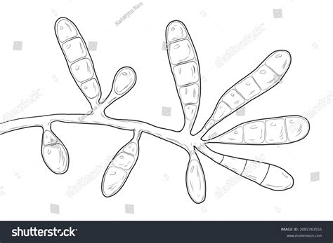 Microscopic Fungi Epidermophyton Floccosum Scientific Illustration ...