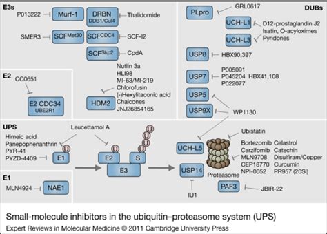 Small-molecule inhibitors in the ubiquitin–proteasome system... | Download Scientific Diagram