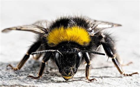 Bumble bee close up | Flying Creatures | Pinterest