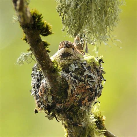 Rufous Hummingbirds' Marvelous Nest | BirdNote