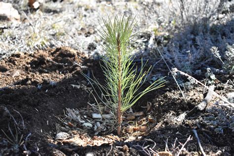 One Tree Planted — Zeppelin Coffee Company