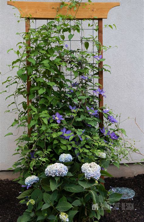 How to Make a Modern Plant Trellis for Climbing Flowers