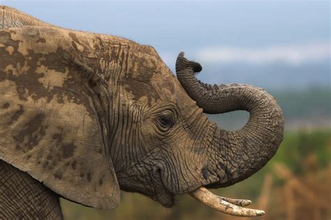 Mozambique Gets Gift of 200 Elephants to Help Replenish Population