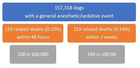 Dog Anesthesia Risks of Death | Champion of My Heart