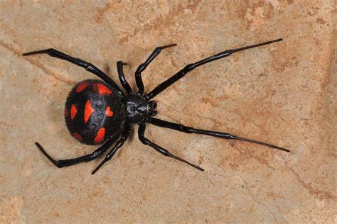 Black widow spider facts, Latrodectus spiders venom & bite