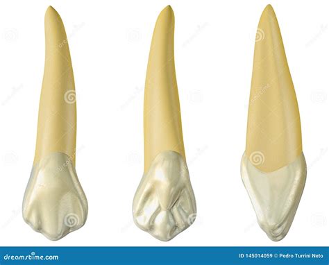 Maxillary Canine Tooth in the Buccal, Palatal and Lateral Views. Realistic 3d Illustration of ...