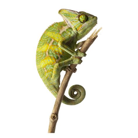 Veiled Chameleon for Sale - Live Pet Reptiles | PetSmart