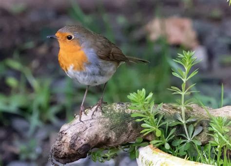 Look at the Coolest Birds: Your Guide for Yosemite National Park (2024)