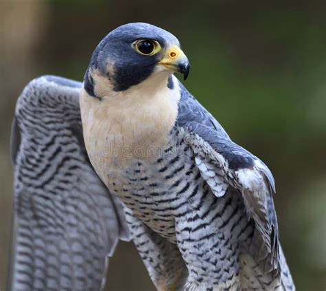 Peregrine Falcon stock photo. Image of bird, prey, hawk - 39875910