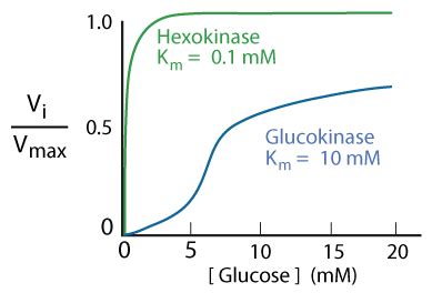 GLYCOLYSIS