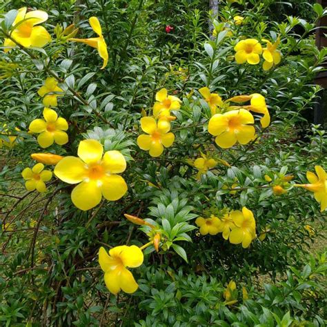 Allamanda bush yellow Plant - Santhi Online Plants Nursery