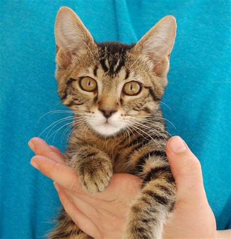 50 rescued kittens ready for adoption today!