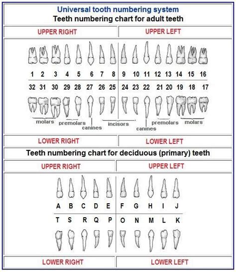 Dental Tooth Numbering System Chart