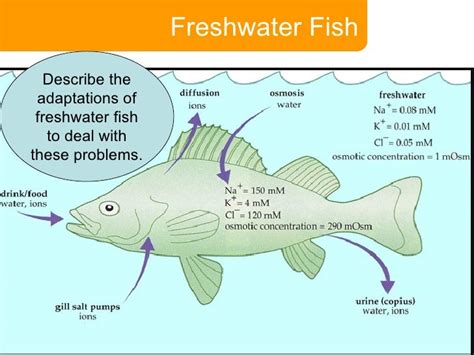 4. Adaptations