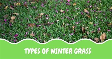 9 Types Of Winter Grass to Grow This Season