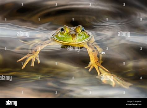 Frog in swamp while looking at you Stock Photo - Alamy