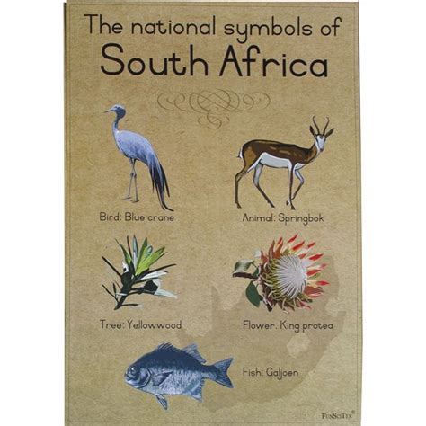 poster - sa national symbols (a2) | south africa | satoytrade