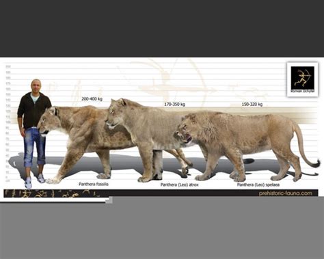 Cave Lion Size | Free Images at Clker.com - vector clip art online ...