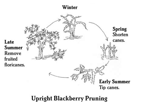 Pruning & Staking Brambles | Portland Nursery