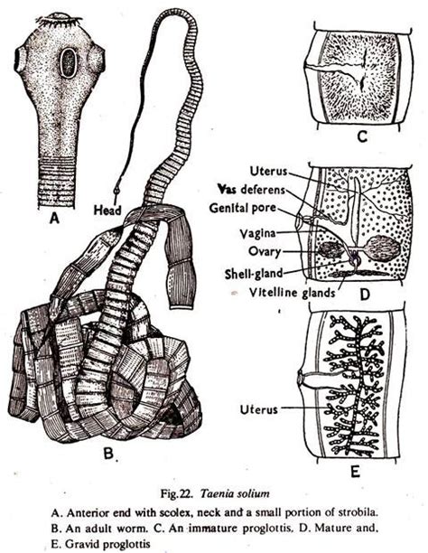 Taenia Solium Labelled Diagram | Images and Photos finder