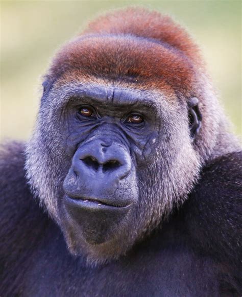 Cross River Gorilla Initiative | The Wilder Institute