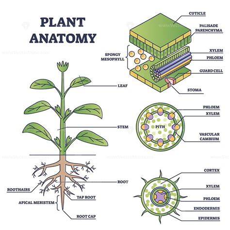 Plant anatomy with structure and internal side view parts outline diagram. Educational labeled ...