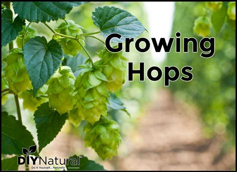 Growing Hops: Use As A Shade Plant or Make Beer, Balms, and Soaps!