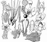 Collection 100  Pictures How To Draw Moss On A Tree Stunning sketch template