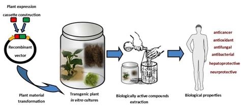 Plants | Free Full-Text | Transgenesis as a Tool for the Efficient Production of Selected ...