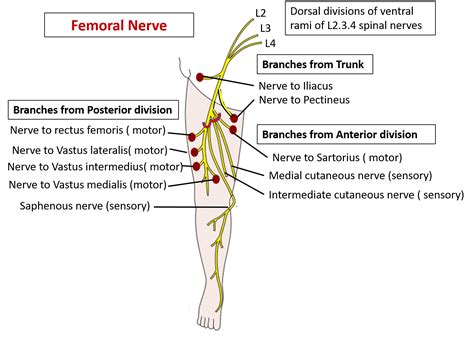 Femoral nerve – Anatomy QA