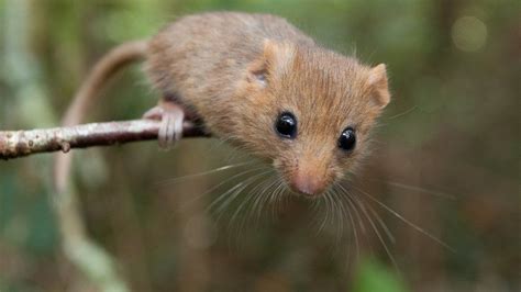 Dormouse - Animal Of The Day