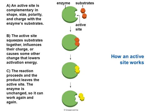 Active site | Definition, Significance & Examples