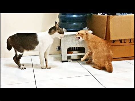 Very angry cats fight (real fight, no editing) - YouTube