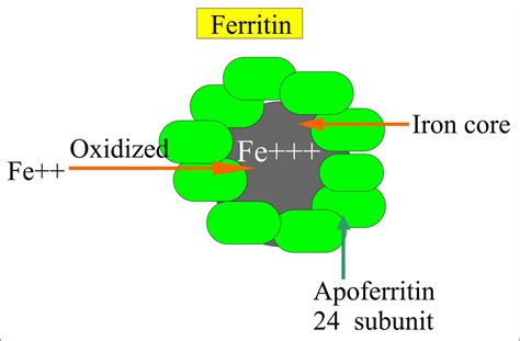 Ferritin function, causes of high or low ferritin & treatment for abnromal ferritin