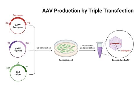 AAV Production by Triple Transfection | BioRender Science Templates