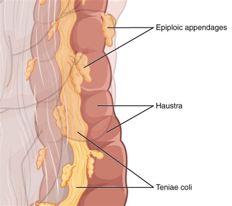 Taenia coli are associated witha. Small intestineb. Stomachc. Large ...